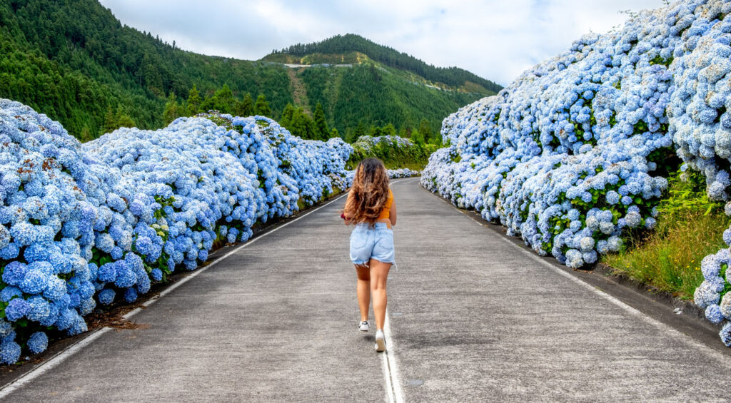 Things to do in São Miguel - the Road of Hydrangeas