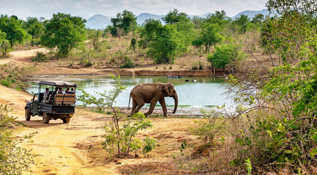 Best Places to Visit in Sri Lanka - Udawalawee National Park
