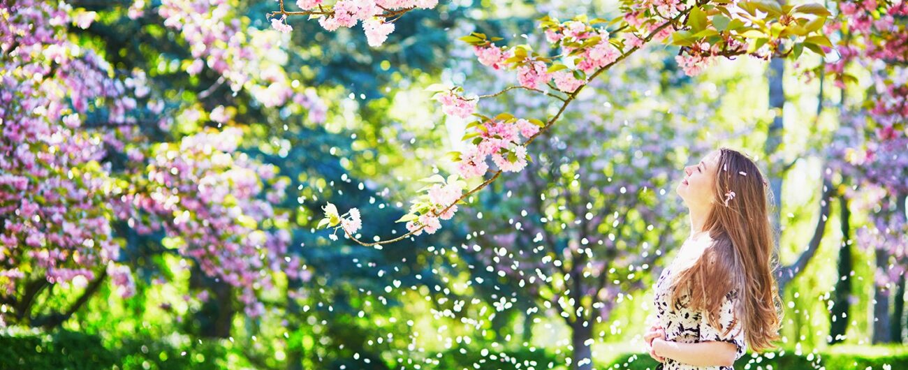 Cherry Blossoms in 2025 Cherry Blossoms in 2025