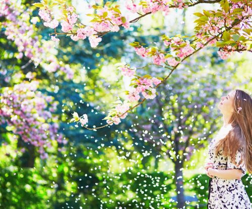 Cherry Blossoms in 2025