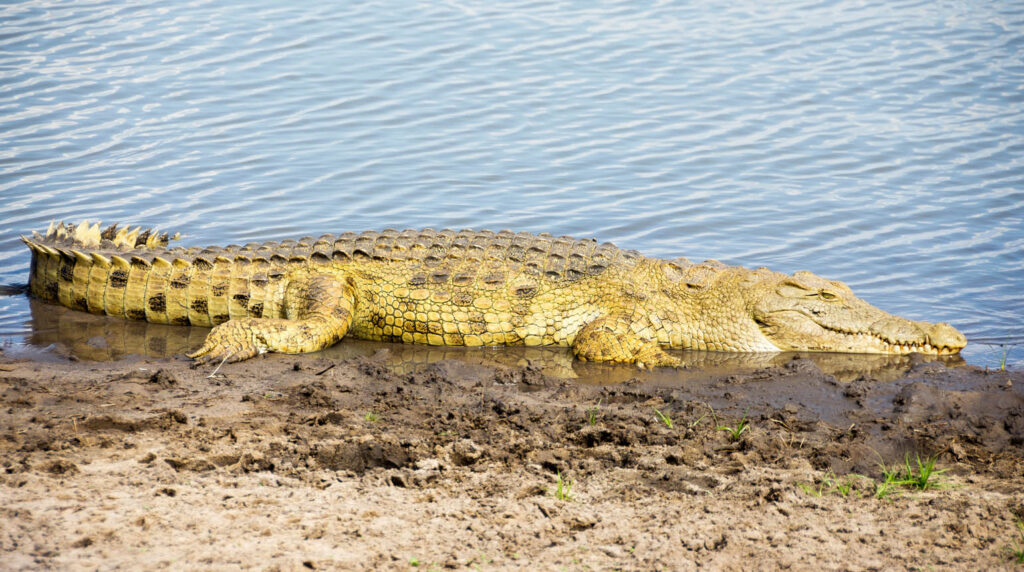 Selous Game Reserve