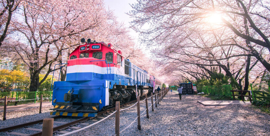 Cherry blossoms in the spring of South Korea, Gyeonghwa Railway Station